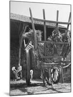 Men Constructing a Wheat Wreath Behind a Wheat Filled Wagon During the Harvest Season-Hans Wild-Mounted Photographic Print