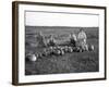 Men Eating Watermelon in Field Near Moses Lake, WA, 1911-Ashael Curtis-Framed Giclee Print