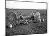 Men Eating Watermelon in Field Near Moses Lake, WA, 1911-Ashael Curtis-Mounted Giclee Print