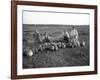 Men Eating Watermelon in Field Near Moses Lake, WA, 1911-Ashael Curtis-Framed Giclee Print