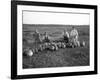 Men Eating Watermelon in Field Near Moses Lake, WA, 1911-Ashael Curtis-Framed Giclee Print
