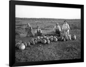 Men Eating Watermelon in Field Near Moses Lake, WA, 1911-Ashael Curtis-Framed Giclee Print