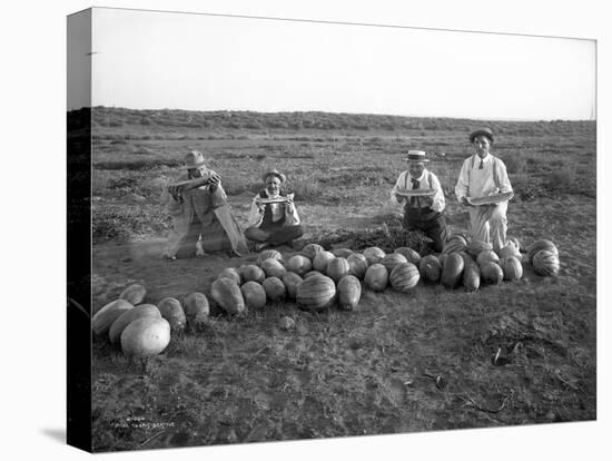 Men Eating Watermelon in Field Near Moses Lake, WA, 1911-Ashael Curtis-Stretched Canvas