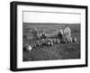 Men Eating Watermelon in Field Near Moses Lake, WA, 1911-Ashael Curtis-Framed Giclee Print