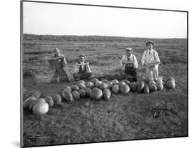 Men Eating Watermelon in Field Near Moses Lake, WA, 1911-Ashael Curtis-Mounted Giclee Print