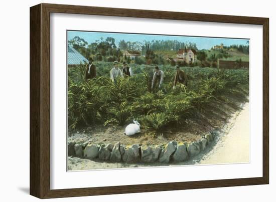 Men In Artichoke Field with Rabbit-null-Framed Art Print