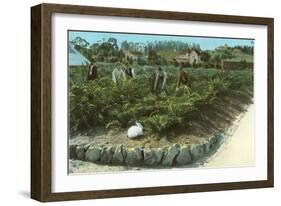 Men In Artichoke Field with Rabbit-null-Framed Art Print