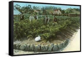 Men In Artichoke Field with Rabbit-null-Framed Stretched Canvas
