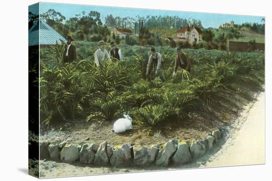 Men In Artichoke Field with Rabbit-null-Stretched Canvas