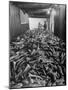 Men Packing a Ship with Freshly Caught Cod Fish-Ralph Morse-Mounted Photographic Print
