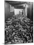 Men Packing a Ship with Freshly Caught Cod Fish-Ralph Morse-Mounted Photographic Print