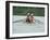 Men's Pairs Rowing Team in Action, USA-null-Framed Photographic Print