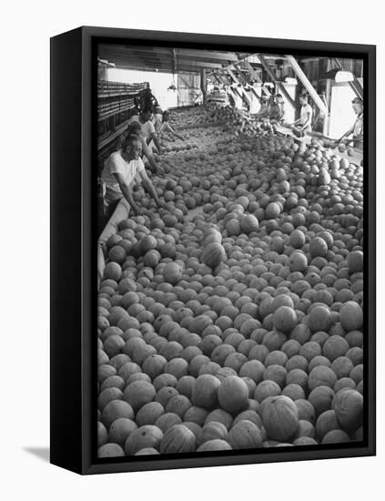 Men Sorting Cantaloupes before Packing into Crates-Loomis Dean-Framed Stretched Canvas