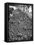 Men Sorting Cantaloupes before Packing into Crates-Loomis Dean-Framed Stretched Canvas