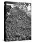 Men Sorting Cantaloupes before Packing into Crates-Loomis Dean-Stretched Canvas