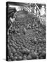 Men Sorting Cantaloupes before Packing into Crates-Loomis Dean-Stretched Canvas