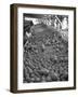 Men Sorting Cantaloupes before Packing into Crates-Loomis Dean-Framed Photographic Print