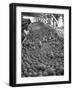 Men Sorting Cantaloupes before Packing into Crates-Loomis Dean-Framed Photographic Print