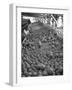 Men Sorting Cantaloupes before Packing into Crates-Loomis Dean-Framed Photographic Print