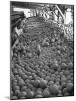 Men Sorting Cantaloupes before Packing into Crates-Loomis Dean-Mounted Photographic Print