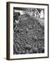 Men Sorting Cantaloupes before Packing into Crates-Loomis Dean-Framed Photographic Print