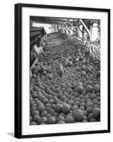 Men Sorting Cantaloupes before Packing into Crates-Loomis Dean-Framed Photographic Print