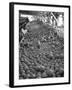 Men Sorting Cantaloupes before Packing into Crates-Loomis Dean-Framed Photographic Print