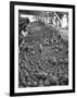 Men Sorting Cantaloupes before Packing into Crates-Loomis Dean-Framed Photographic Print