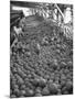 Men Sorting Cantaloupes before Packing into Crates-Loomis Dean-Mounted Photographic Print