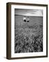 Men Standing in Wheat Field-Hansel Mieth-Framed Photographic Print