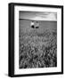 Men Standing in Wheat Field-Hansel Mieth-Framed Photographic Print