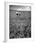 Men Standing in Wheat Field-Hansel Mieth-Framed Photographic Print