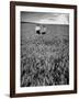 Men Standing in Wheat Field-Hansel Mieth-Framed Photographic Print
