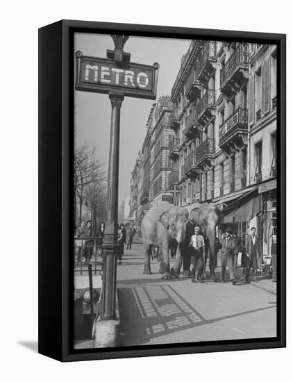 Men Walking the Tamed Elephants Down the Sidewalk-Yale Joel-Framed Stretched Canvas