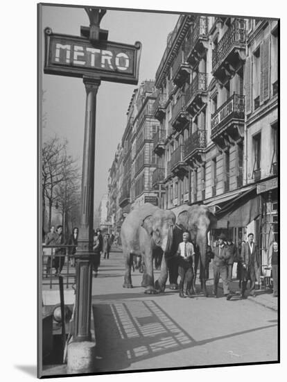 Men Walking the Tamed Elephants Down the Sidewalk-Yale Joel-Mounted Photographic Print