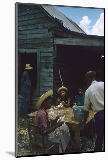 Men Watch Three Young Women Pluck Feathers from Chickenss, Edisto Island, South Carolina, 1956-Walter Sanders-Mounted Photographic Print