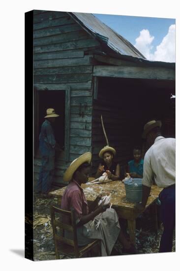 Men Watch Three Young Women Pluck Feathers from Chickenss, Edisto Island, South Carolina, 1956-Walter Sanders-Stretched Canvas