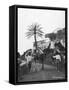 Men with Camels, Las Palmas, Gran Canaria, Canary Islands, Spain, C1920S-C1930S-null-Framed Stretched Canvas