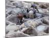 Men Working Tannery Vats in the Medina, Fes, Morocco-Merrill Images-Mounted Photographic Print