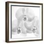 Menage De Orchard, 2009-Hiroyuki Arakawa-Framed Photographic Print