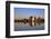 Menara Gardens, Marrakech, Morocco, North Africa, Africa-Neil Farrin-Framed Photographic Print