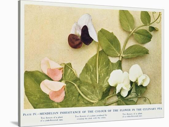 Mendelian Inheritance of Colour of Flower in the Culinary Pea, 1912-null-Stretched Canvas