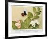 Mendelian Inheritance of Colour of Flower in the Culinary Pea, 1912-null-Framed Giclee Print