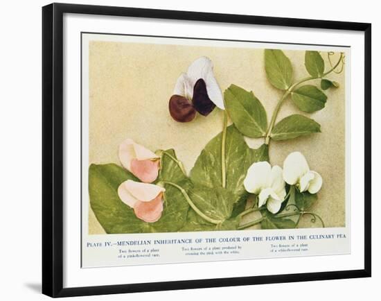 Mendelian Inheritance of Colour of Flower in the Culinary Pea, 1912-null-Framed Giclee Print