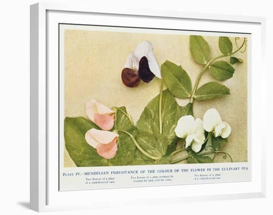 Mendelian Inheritance of Colour of Flower in the Culinary Pea, 1912-null-Framed Giclee Print