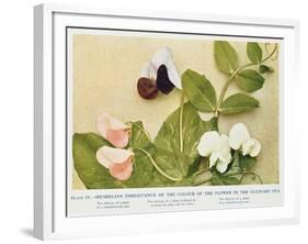 Mendelian Inheritance of Colour of Flower in the Culinary Pea, 1912-null-Framed Giclee Print