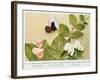 Mendelian Inheritance of Colour of Flower in the Culinary Pea, 1912-null-Framed Giclee Print