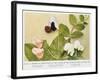 Mendelian Inheritance of Colour of Flower in the Culinary Pea, 1912-null-Framed Giclee Print