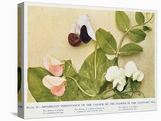 Mendelian Inheritance of Colour of Flower in the Culinary Pea, 1912-null-Stretched Canvas