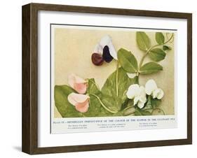 Mendelian Inheritance of Colour of Flower in the Culinary Pea, 1912-null-Framed Giclee Print